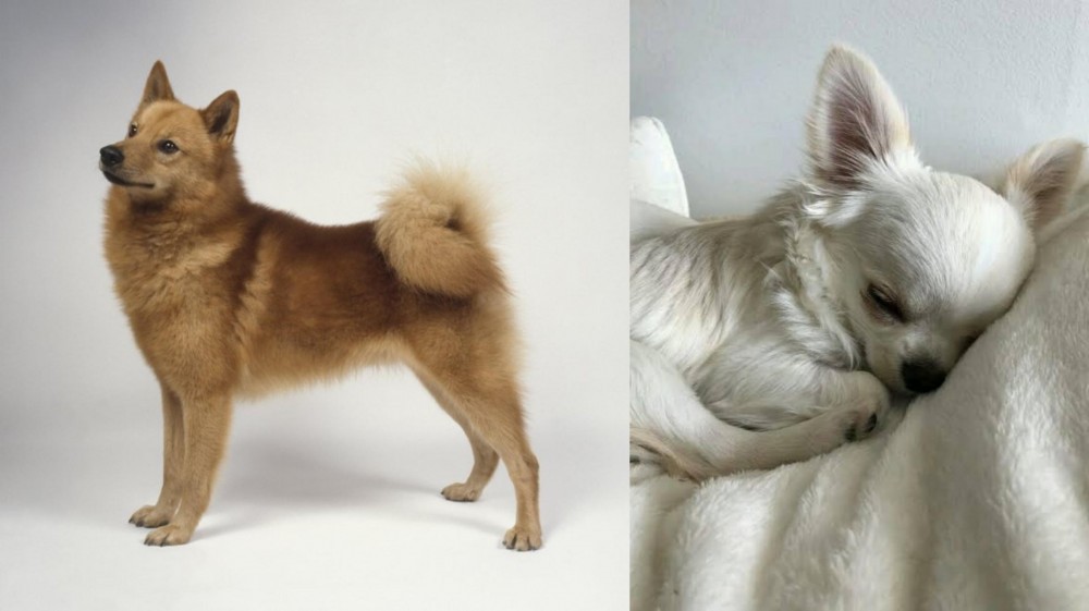 Tea Cup Chihuahua vs Finnish Spitz - Breed Comparison