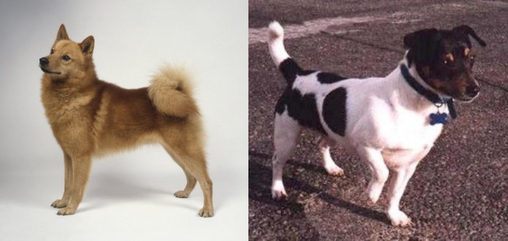 Teddy Roosevelt Terrier vs Finnish Spitz - Breed Comparison