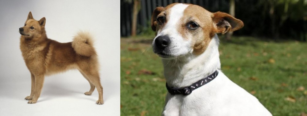 Tenterfield Terrier vs Finnish Spitz - Breed Comparison