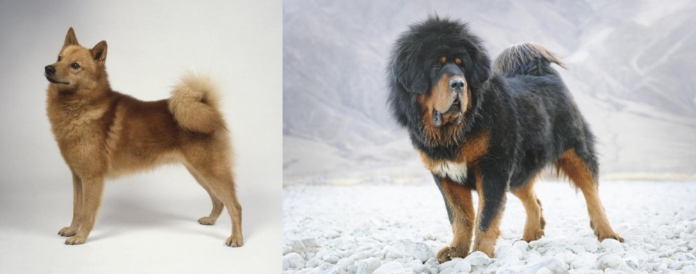 Tibetan Mastiff vs Finnish Spitz - Breed Comparison