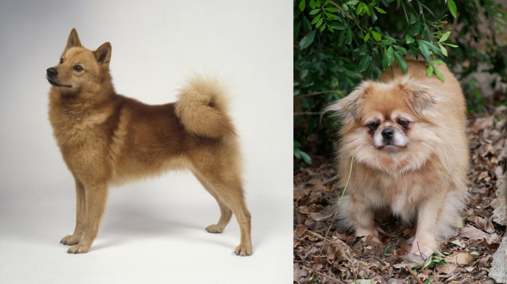 Tibetan Spaniel vs Finnish Spitz - Breed Comparison