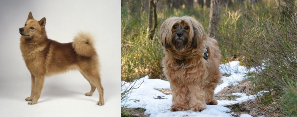 Tibetan Terrier vs Finnish Spitz - Breed Comparison