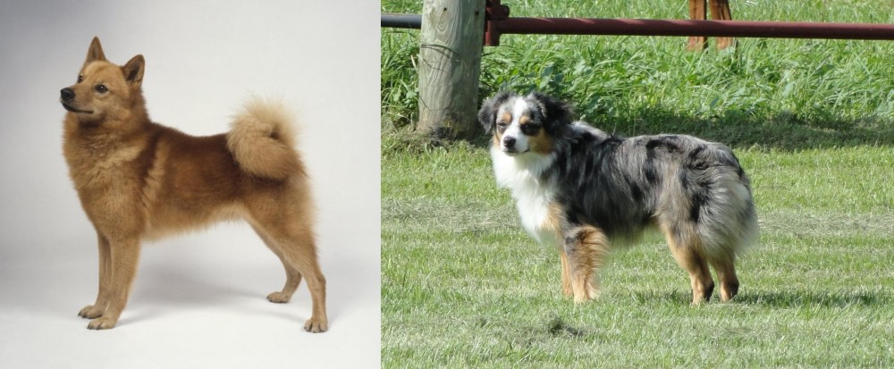 Toy Australian Shepherd vs Finnish Spitz - Breed Comparison