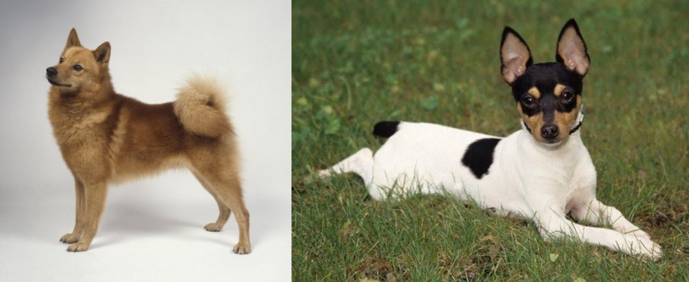 Toy Fox Terrier vs Finnish Spitz - Breed Comparison