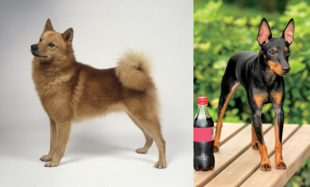 Toy Manchester Terrier vs Finnish Spitz - Breed Comparison