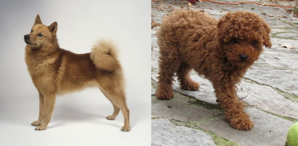 Toy Poodle vs Finnish Spitz - Breed Comparison