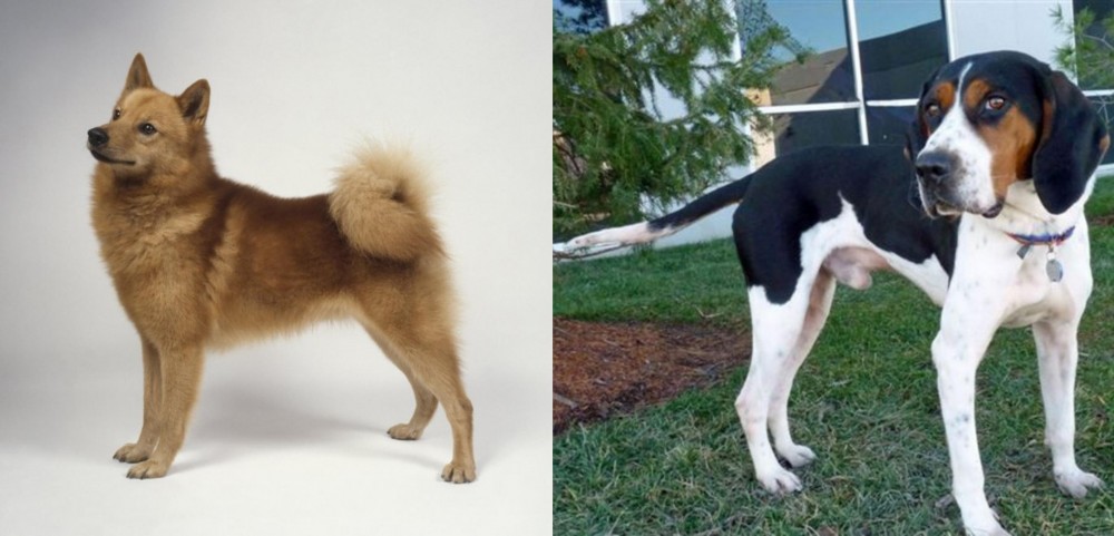Treeing Walker Coonhound vs Finnish Spitz - Breed Comparison