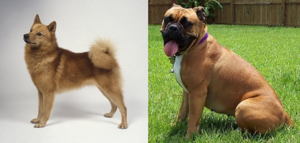 Valley Bulldog vs Finnish Spitz - Breed Comparison