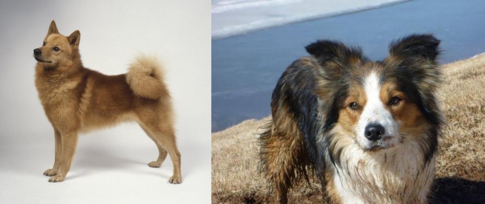 Welsh Sheepdog vs Finnish Spitz - Breed Comparison