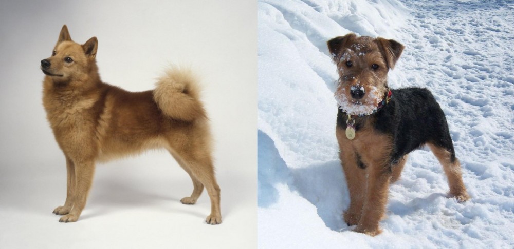 Welsh Terrier vs Finnish Spitz - Breed Comparison