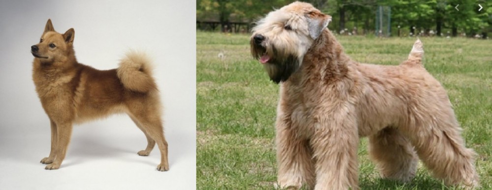 Wheaten Terrier vs Finnish Spitz - Breed Comparison