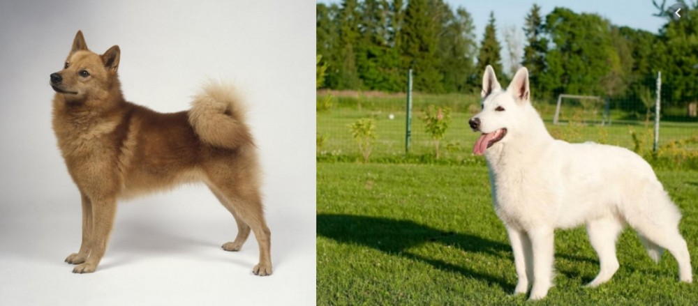 White Shepherd vs Finnish Spitz - Breed Comparison