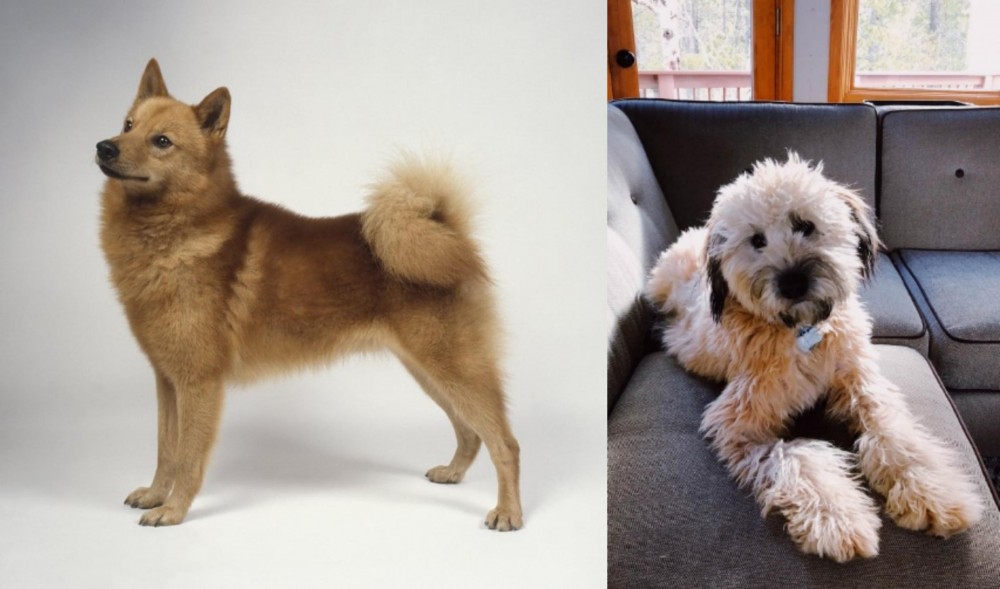 Whoodles vs Finnish Spitz - Breed Comparison