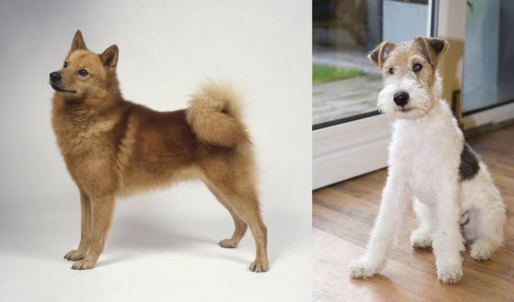 Wire Fox Terrier vs Finnish Spitz - Breed Comparison