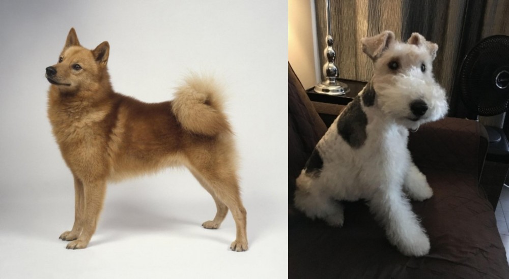 Wire Haired Fox Terrier vs Finnish Spitz - Breed Comparison