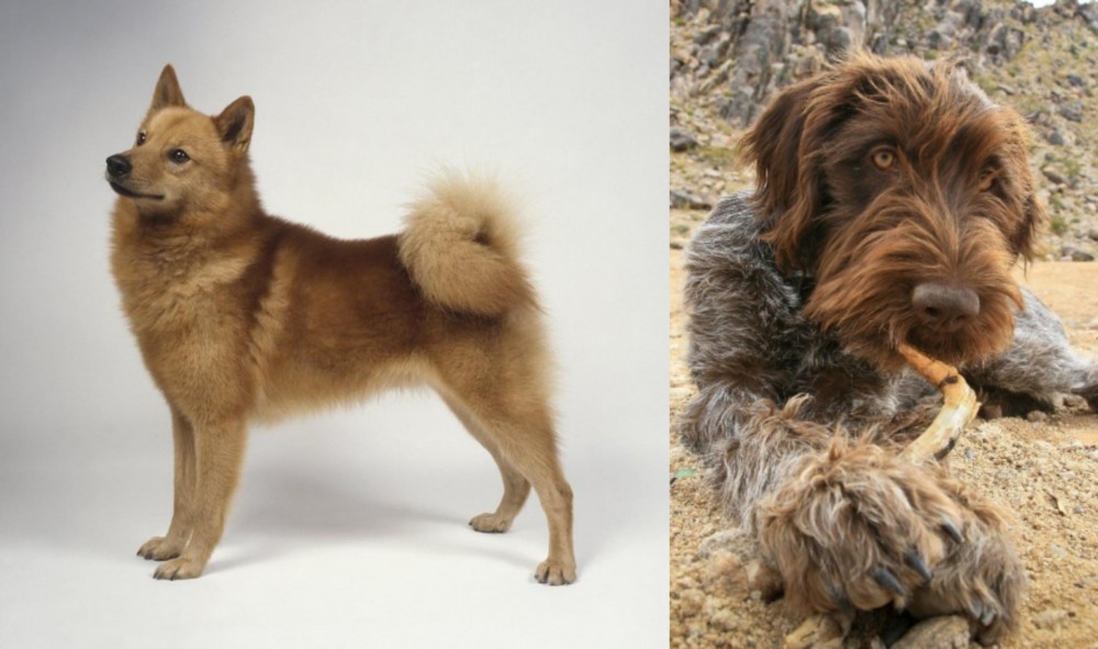 Wirehaired Pointing Griffon vs Finnish Spitz - Breed Comparison