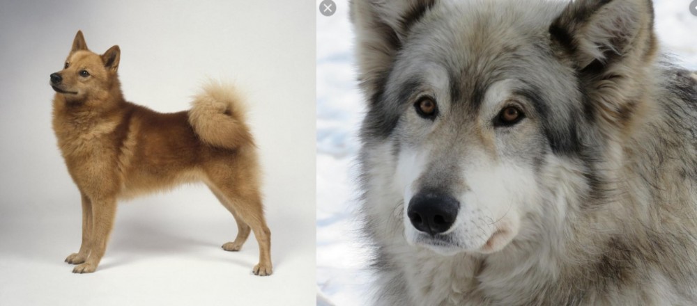 Wolfdog vs Finnish Spitz - Breed Comparison