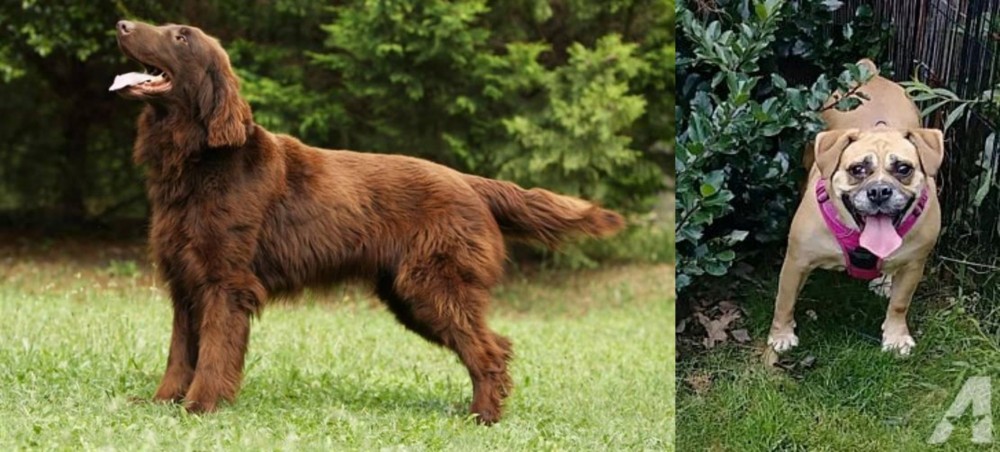 Beabull vs Flat-Coated Retriever - Breed Comparison