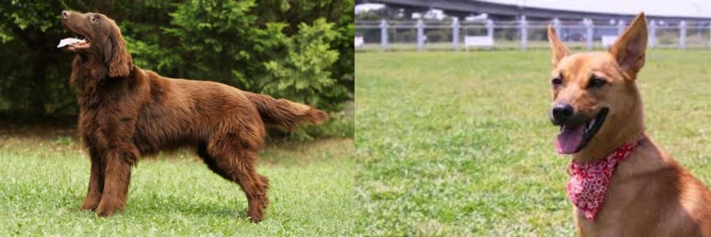 Formosan Mountain Dog vs Flat-Coated Retriever - Breed Comparison
