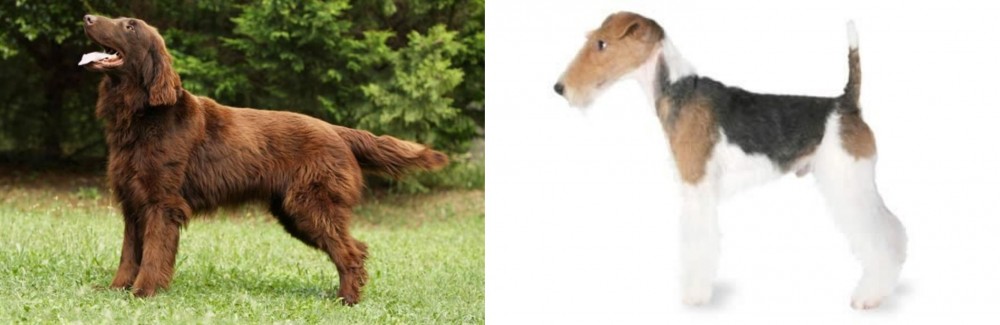 Fox Terrier vs Flat-Coated Retriever - Breed Comparison