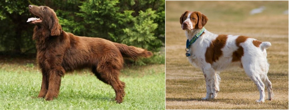 French Brittany vs Flat-Coated Retriever - Breed Comparison