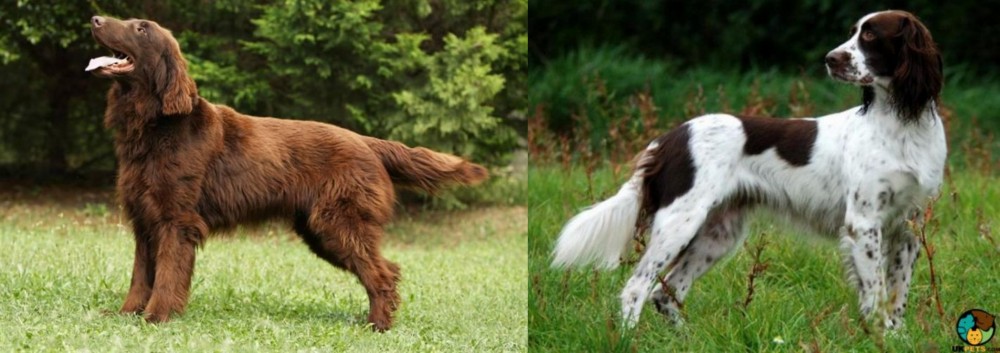 French Spaniel vs Flat-Coated Retriever - Breed Comparison