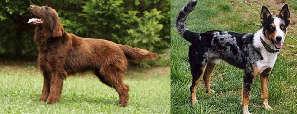 German Coolie vs Flat-Coated Retriever - Breed Comparison