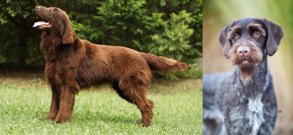 German Wirehaired Pointer vs Flat-Coated Retriever - Breed Comparison