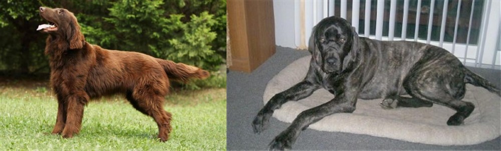 Giant Maso Mastiff vs Flat-Coated Retriever - Breed Comparison