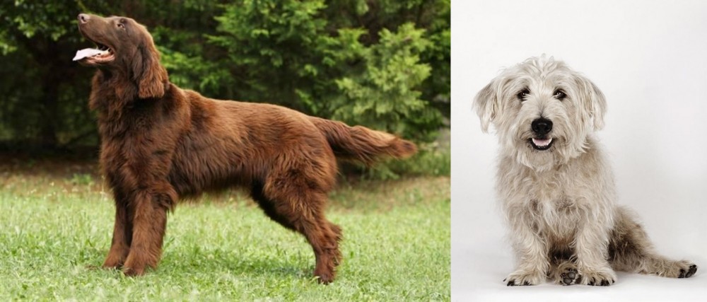Glen of Imaal Terrier vs Flat-Coated Retriever - Breed Comparison