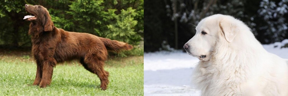 Great Pyrenees vs Flat-Coated Retriever - Breed Comparison