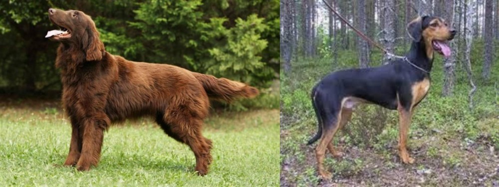 Greek Harehound vs Flat-Coated Retriever - Breed Comparison
