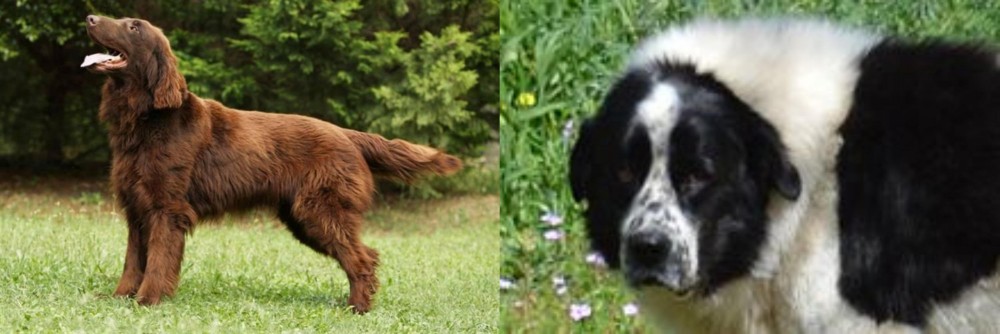 Greek Sheepdog vs Flat-Coated Retriever - Breed Comparison