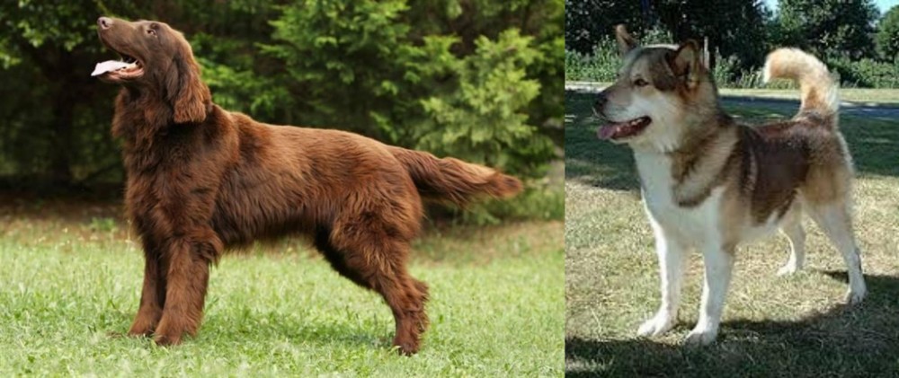 Greenland Dog vs Flat-Coated Retriever - Breed Comparison