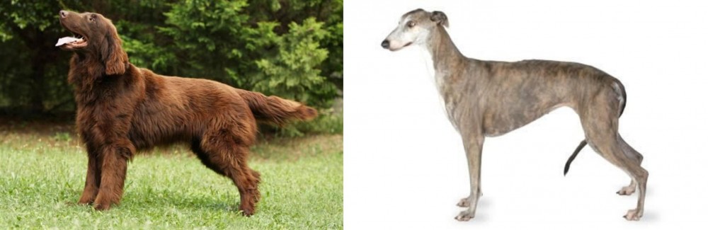 Greyhound vs Flat-Coated Retriever - Breed Comparison