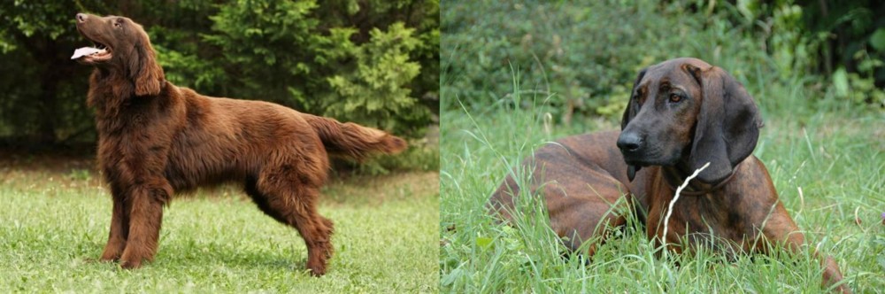 Hanover Hound vs Flat-Coated Retriever - Breed Comparison