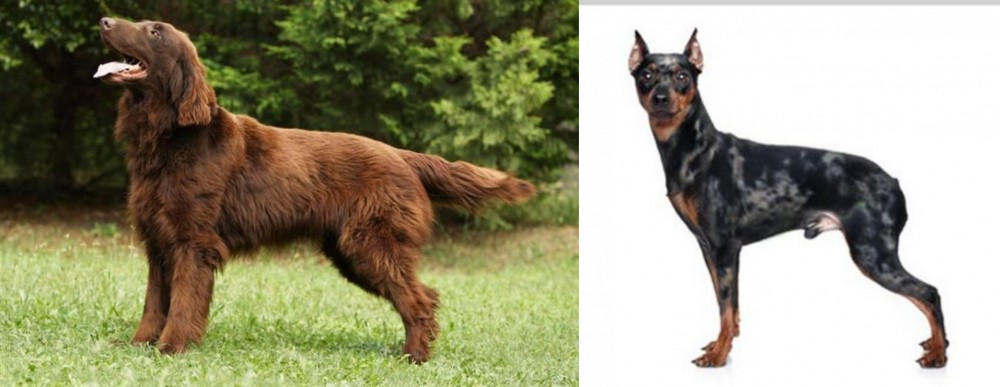 Harlequin Pinscher vs Flat-Coated Retriever - Breed Comparison