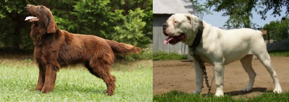Hermes Bulldogge vs Flat-Coated Retriever - Breed Comparison