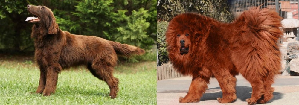 Himalayan Mastiff vs Flat-Coated Retriever - Breed Comparison