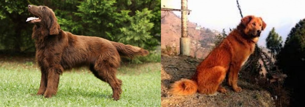 Himalayan Sheepdog vs Flat-Coated Retriever - Breed Comparison