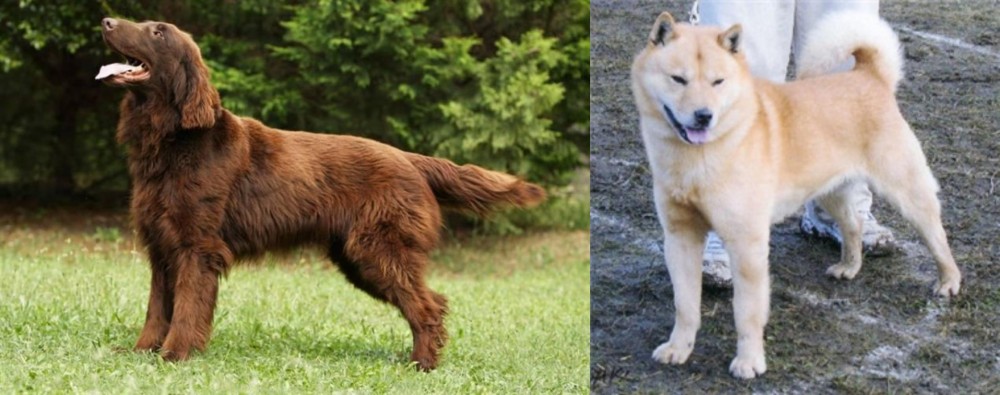 Hokkaido vs Flat-Coated Retriever - Breed Comparison