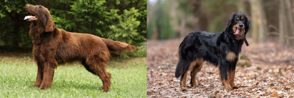 Hovawart vs Flat-Coated Retriever - Breed Comparison