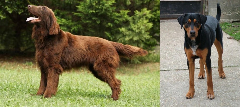 Hungarian Hound vs Flat-Coated Retriever - Breed Comparison