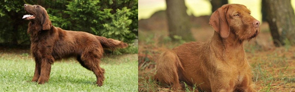 Hungarian Wirehaired Vizsla vs Flat-Coated Retriever - Breed Comparison