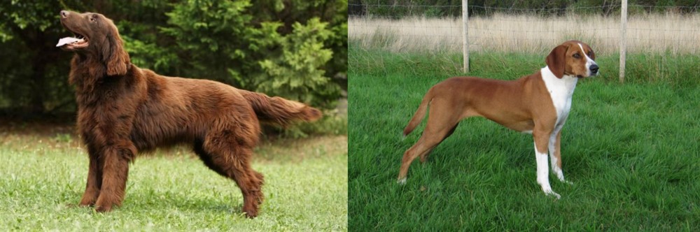 Hygenhund vs Flat-Coated Retriever - Breed Comparison