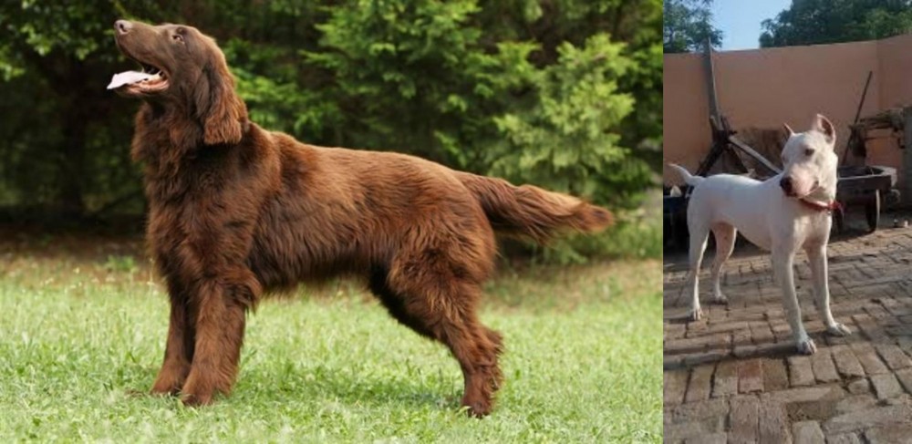 Indian Bull Terrier vs Flat-Coated Retriever - Breed Comparison