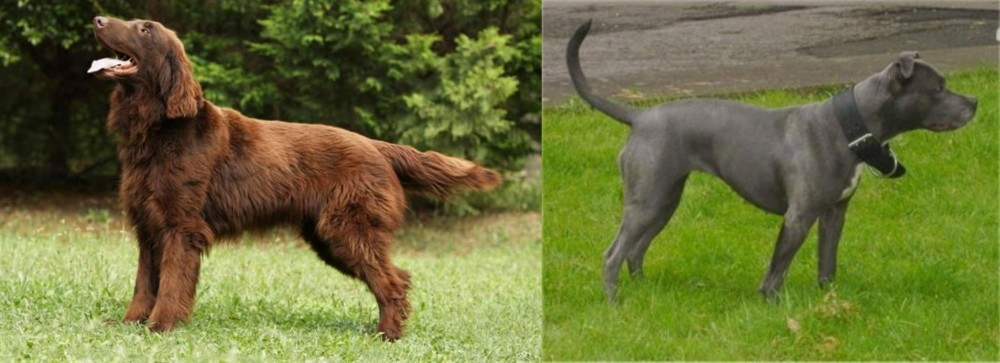 Irish Bull Terrier vs Flat-Coated Retriever - Breed Comparison