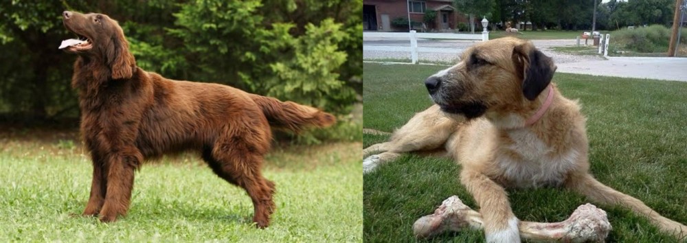 Irish Mastiff Hound vs Flat-Coated Retriever - Breed Comparison