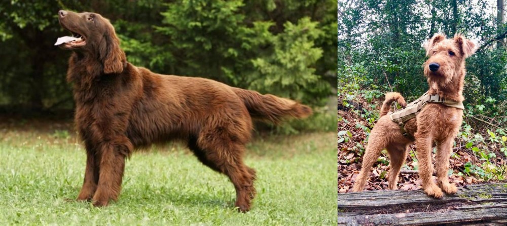 Irish Terrier vs Flat-Coated Retriever - Breed Comparison