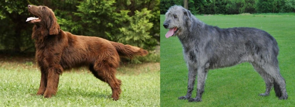 Irish Wolfhound vs Flat-Coated Retriever - Breed Comparison